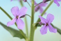 Hesperis matronalis  'Lilac'  Dame's violet  Sweet rocket  April
