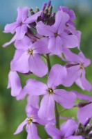 Hesperis matronalis  'Lilac'  Dame's violet  Sweet rocket  May
