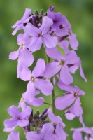Hesperis matronalis  'Lilac'  Dame's violet  Sweet rocket  May
