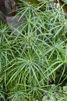 Cyperus involucratus - umbrella plant