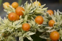 Solanum pseudocapsicum Variegated syn. Solanum capsicastrum 'Variegatum' - variegated Jerusalem cherry