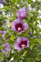 Hibiscus syriacus 'Purple Pillar' - Rose of Sharon