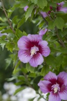 Hibiscus syriacus 'Purple Pillar' - Rose of Sharon