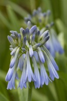 Agapanthus 'Pitchoune Blue' flowering in Summer - August