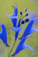 Salvia sagittata 'Blue Butterflies' flowering in Summer - August
