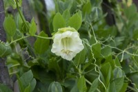 Cobaea scandens f. alba - White flowered cup and saucer vine
