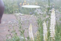 Misty view to a table and chair through planting combination of Lupins and Valeriana officinalis, 