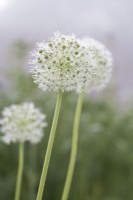 Allium white
