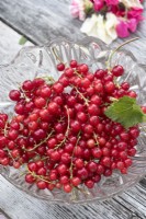 Rubus rubrum -Red currants in glass bowl on table