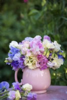 Mixed bouquet of pastel Lathyrus odorata - Sweet peas in pink china jug on table