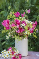 Mixed bouquet of carmine Lathyrus odorata - Sweet peas with Tanacetum and Alchemilla mollis in white pottery vase