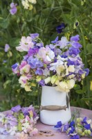 Mixed bouquet of Lathyrus odorata - Sweet peas in pastel shades in white enamel jug on table
