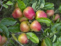 Malus domestica - Apple 'Adam's Pearmain'