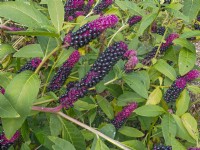 American Pokeweed Plant Phytolacca americana fruiting bodies