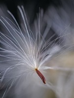 Common hawkweed hieracium lachenalii single seed