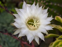 Echinopsis oxygona flower - Easter-lily cactus