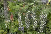 Acanthus in the Iconic Horticultural Hero Garden - Sarah Eberle at RHS Hampton Court Palace Garden Festival 2022