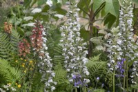 Acanthus and Digitalis x valinii 'Firebird' in the Iconic Horticultural Hero Garden - Sarah Eberle at RHS Hampton Court Palace Garden Festival 2022