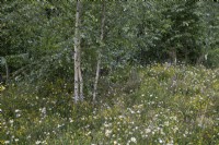 Wildflower meadow on the perimeter of the RHS Forest Bathing garden at the RHS Hampton Court Palace Garden Festival 2022