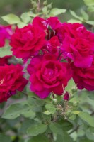 Rosa 'Lovestruck' - Bush rose