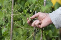 Melothria scabra - Harvesting Cucamelon fruit