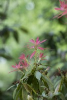 Pieris formosa var. forrestii 'Wakehurst' new leaf growth in spring