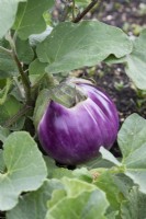 Solanum melongena - Aubergine 'Rosa Bianca' 