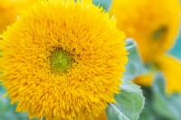 Helianthus 'Teddy Bear' Sunflowers