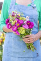Woman holding bouquet containing Callistephus 'Coral Rose', Cosmos 'Double Click Cranberries', Nicotiana langsorfii, Zinnia elegans 'Envy' and Antirrhinum 'Lucky Lips'