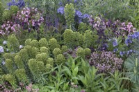 Weigela 'Alexandra', Polemonium 'Bressingham Purple', Euphorbia characias 'Black Pearl' in the CRUK Legacy Garden at RHS Malvern Spring Festival 2022