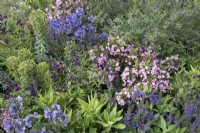 Weigela 'Alexandra', Polemonium 'Bressingham Purple', Euphorbia characias 'Black Pearl' in the CRUK Legacy Garden at RHS Malvern Spring Festival 2022