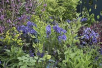 Polemonium 'Bressingham Purple', and Euphorbia amygdaloides 'Robbiae' in the CRUK Legacy Garden at RHS Malvern Spring Festival 2022