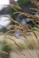 Calamagrostis Varia - Reed grass