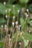 Papaver rhoeas - Field poppy seed pods