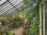 Plumbago capensis and growing in large green house with Pelargoniums East Ruston Old Vicarage Norfolk
