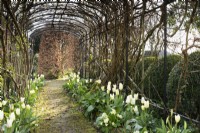 Agriframes pergola underplanted with Tulip 'White Emperor' and primroses in March