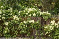 Primroses, Primula vulgaris, in a brick wall in spring