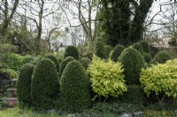 Clipped Lonicera nitida with golden privet in March