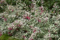Fuchsia magellanica