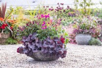 Shallow container planted with Heuchera 'Little Cutie Frost', Astrantia 'Sparkling Stars', Anemone 'Fantasy Red Riding Hood', Hebe 'Donna Eva' and Panicum virgatum 'Hanse Herms'