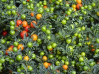 Solanum capsicastrum - Winter Cherry 