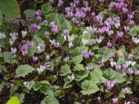 Cyclamen hederifolium Silver-leaved Group September
