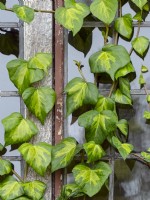Hedera colchica 'Dentata Variegata' growing over a window