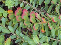 Rhodiola rosea - Roseroot foliage changing colour September