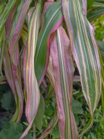 Zea japonica variegata 'Stripes and stripes'  Japanese Maize