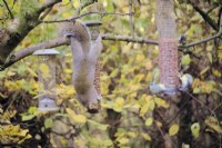 Sciurus carolinensis - Grey or Gray Squirrel eating nuts from a bird feeder
