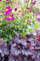 Heuchera 'Little Cutie Frost' and Anemone 'Fantasy Red Riding Hood'