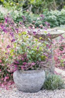 Container planted with Calluna vulgaris and Salvia 'Love and Wishes'