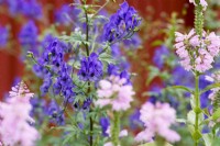 Close up of Physostegia virginiana 'Vivid' - Obedient plant with Aconitum napellus against a red wall