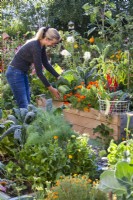 Woman harvesting savoy cabbage from the raised bed.